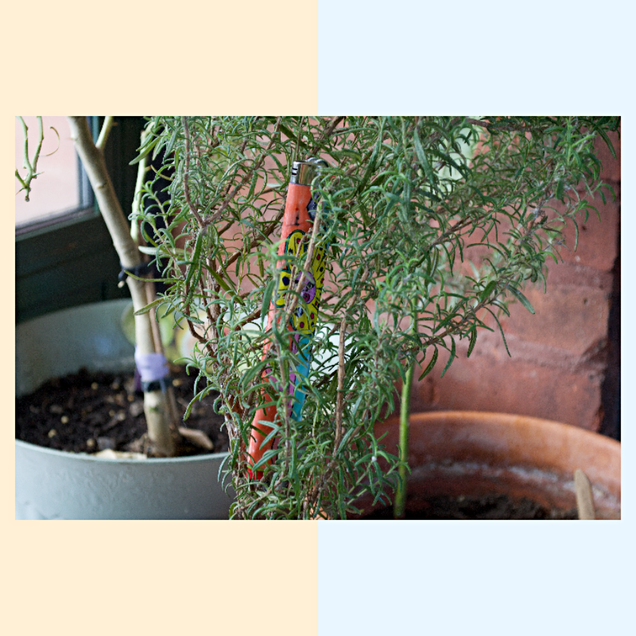 Feel 𝘍𝘭𝘰𝘸𝘦𝘳 ⬅︎ ⬅︎ ⬅︎